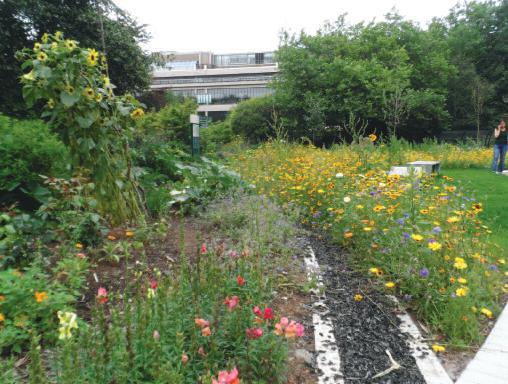 Leeds University roof garden in full bloom                                                                                                                                                                                                                                                                                                                                                                                                                                                                          