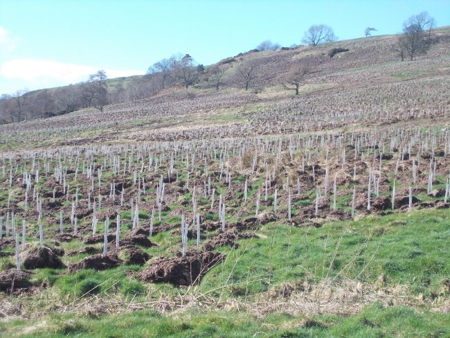 Green-tech supply tree shelters for 279ha woodland creation in the Kilpatrick Hills