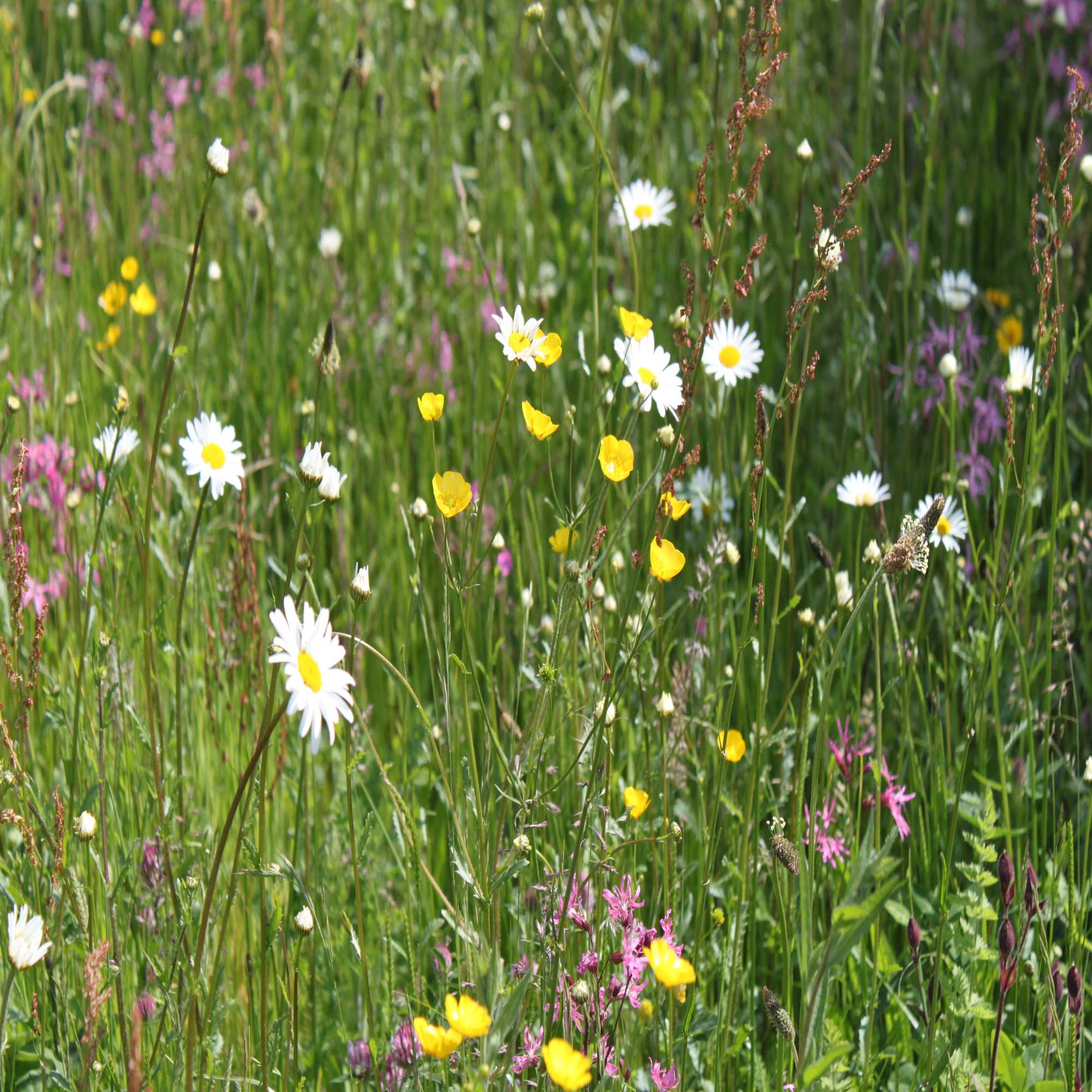 Wildflower Seed Packets & Gifts