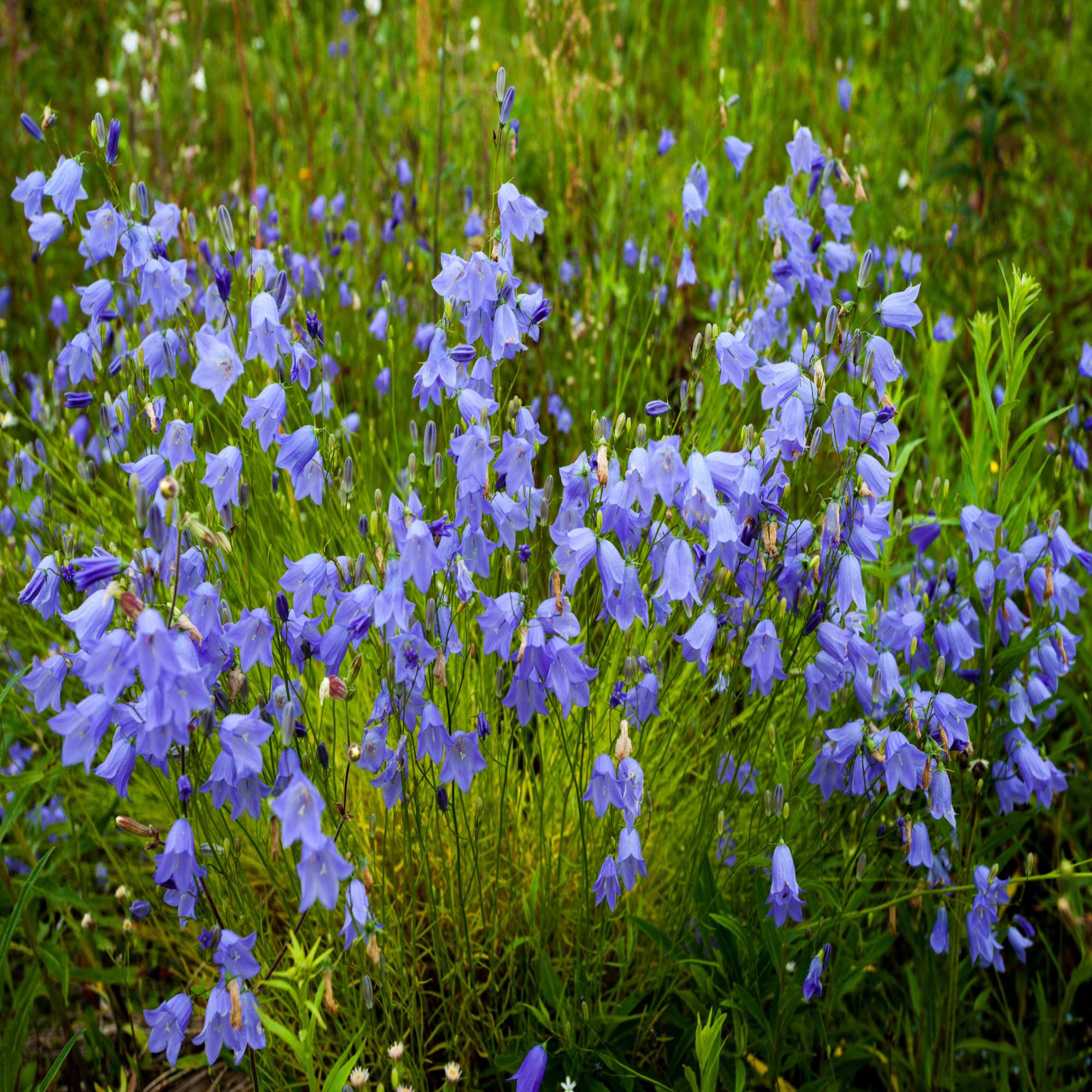 Blue Wildflowers & Seeds