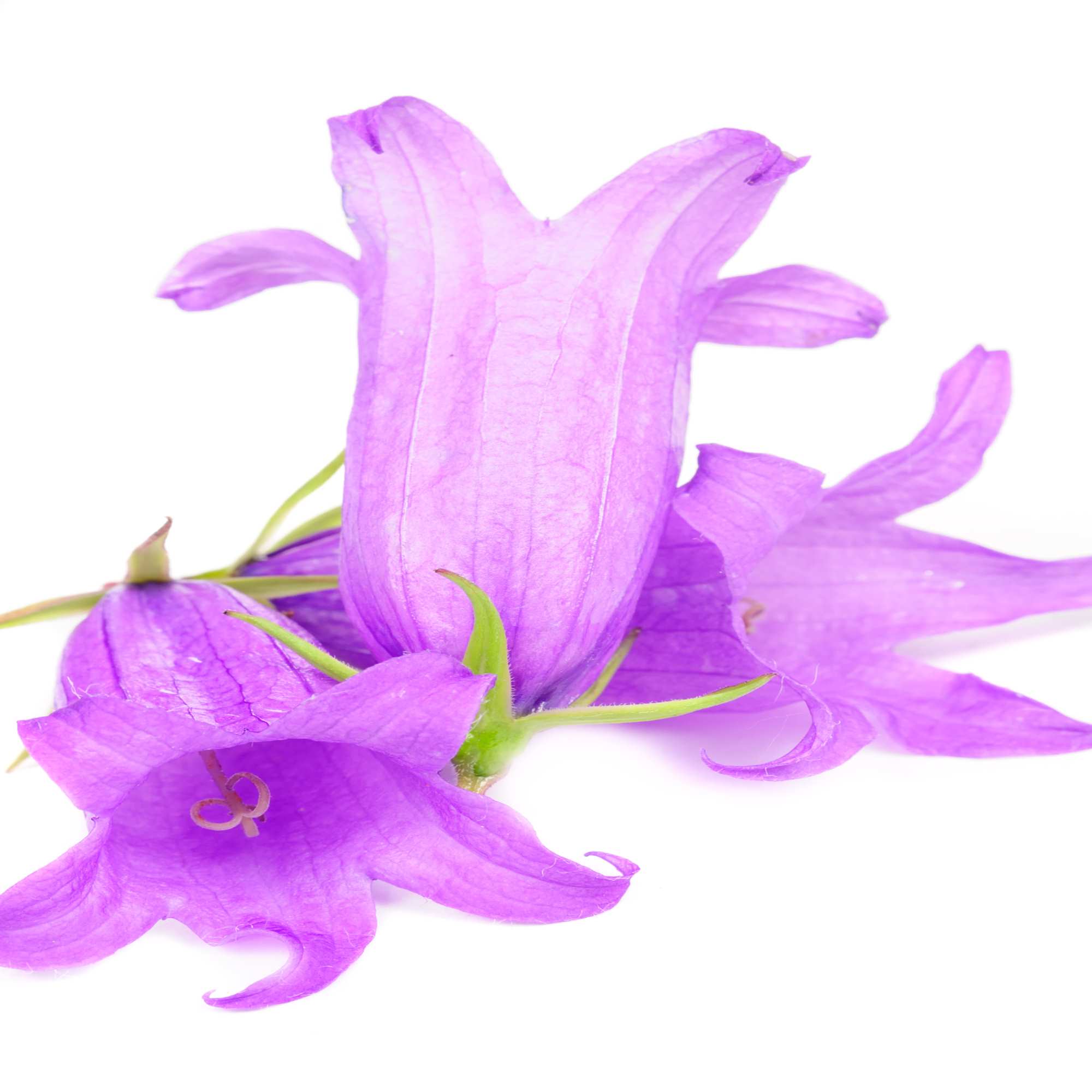 Purple Wildflowers and Seeds