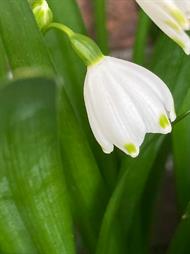 Lily of the Valley Bulbs - Convallaria majalis - In The Green