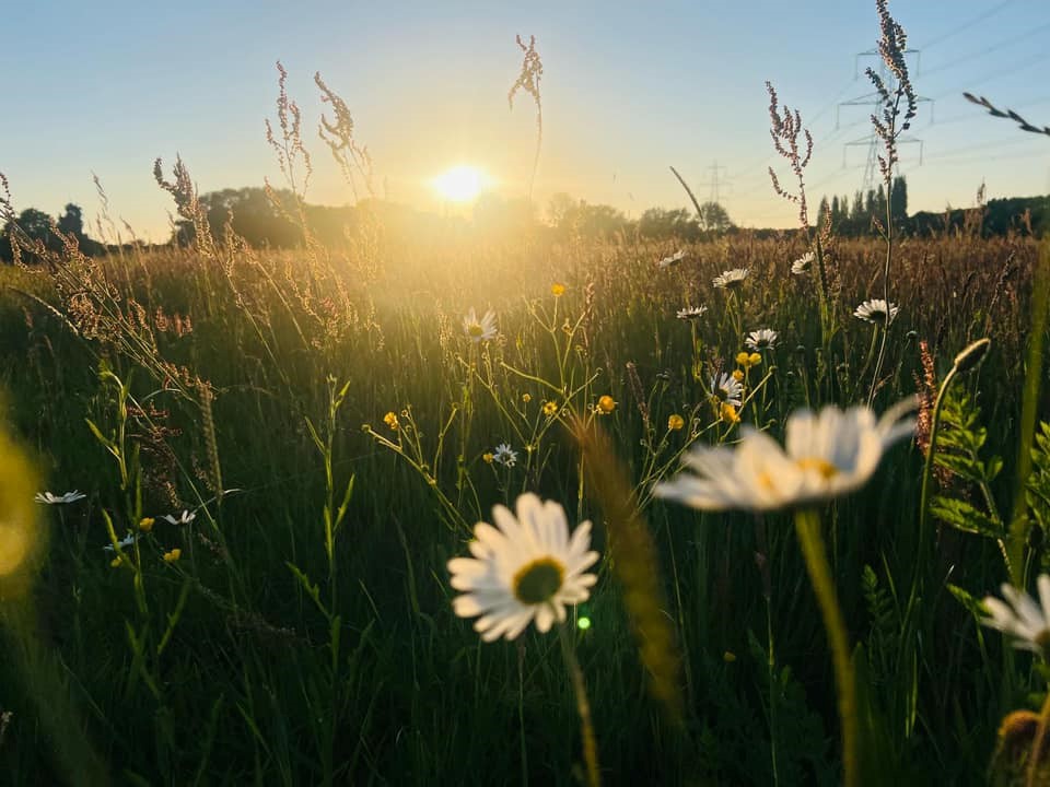 Green-tech Help Transform Basildon’s Green Spaces with  Newly Created Wildflower Meadows