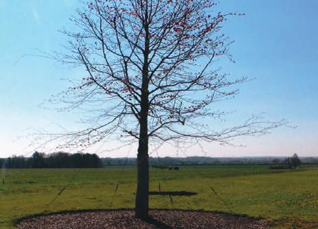 Glendale-Civic-Trees.jpg