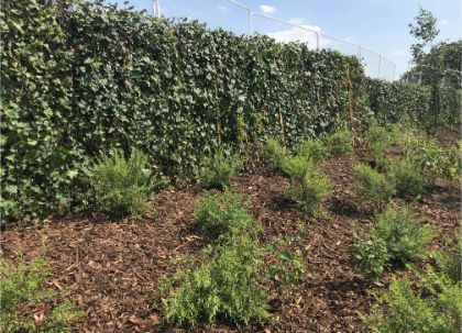 Green Screens installed on new housing estate provides instant impact