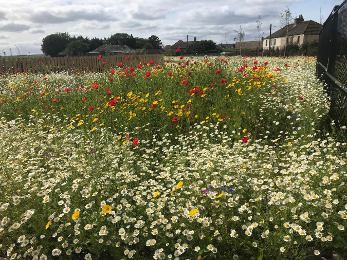 John Chambers Wildflower Seed Supplied for Innovative New Scottish Wick Campus