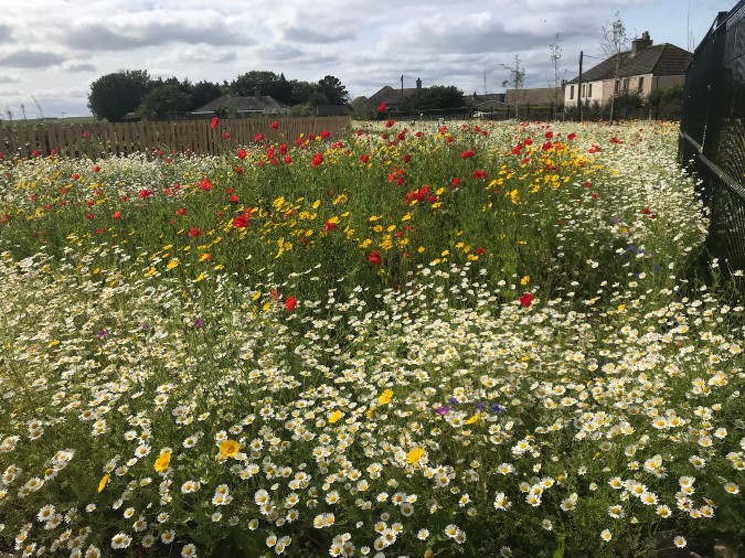 John Chambers Wildflower Seed Supplied for Innovative New Scottish Wick Campus