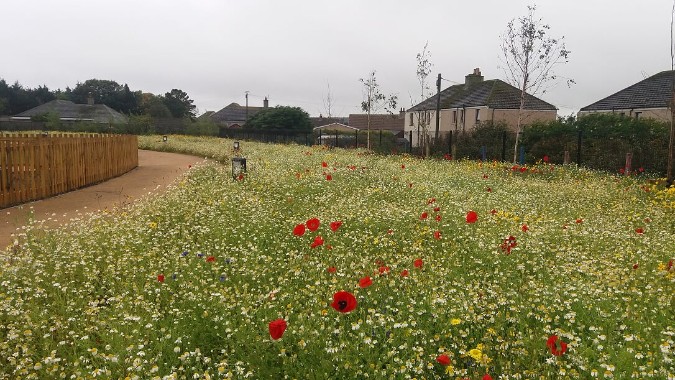 Green-tech supply John Chambers Wildflower Seed for Innovative New Scottish Wick Campus