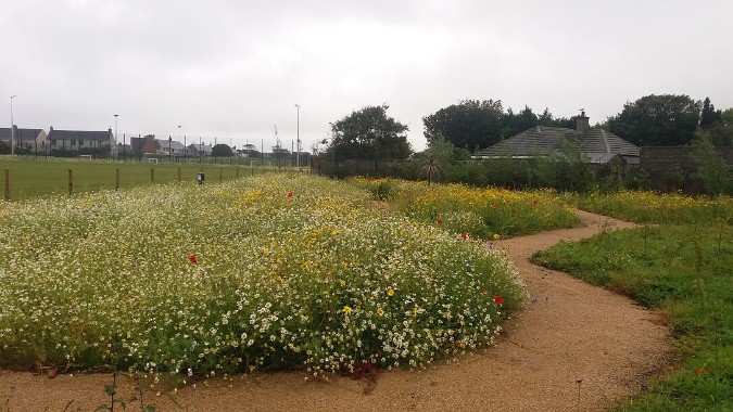 Green-tech supply John Chambers Wildflower Seed for Innovative New Scottish Wick Campus