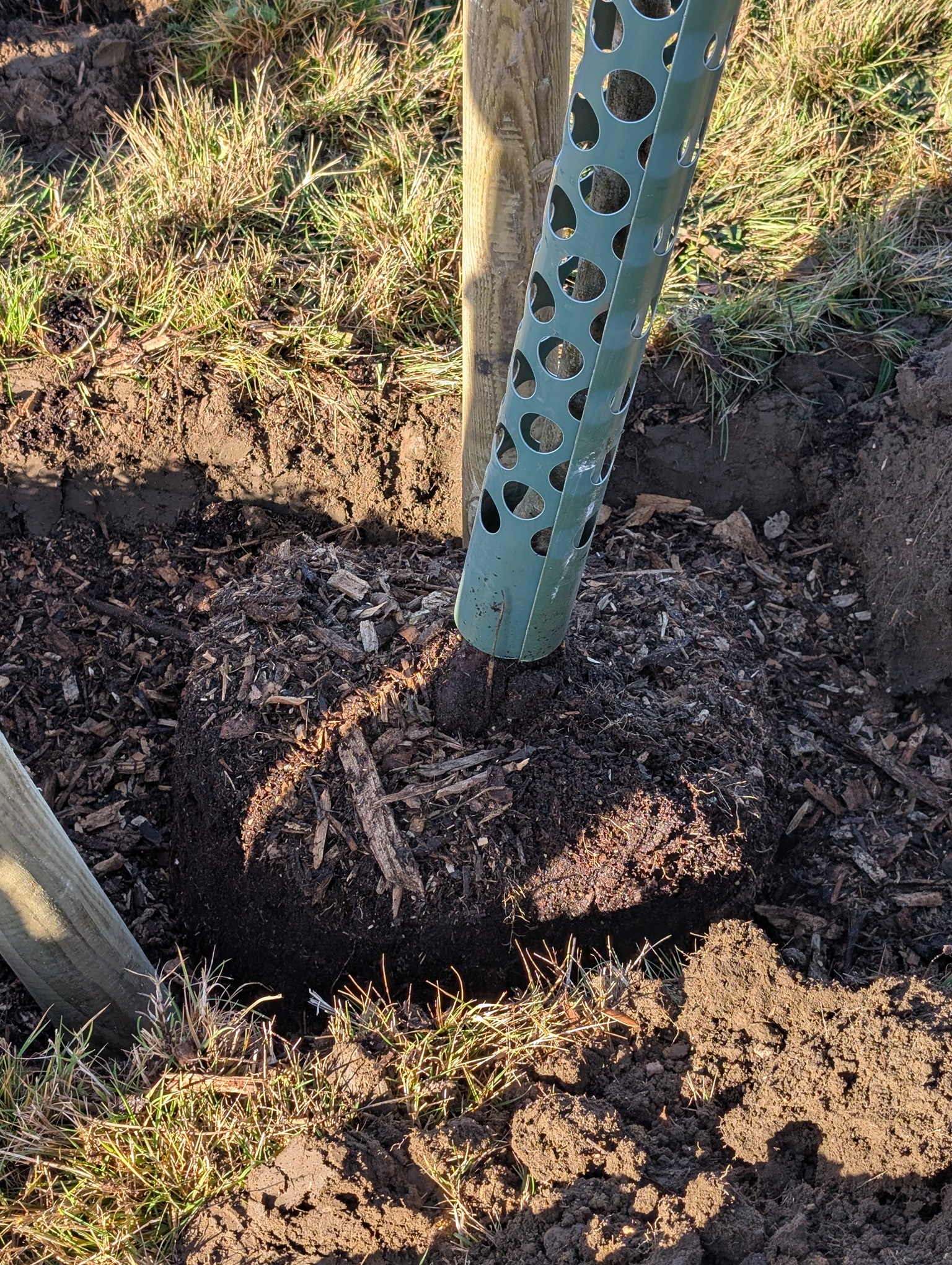 Restoring Woodland Soils with Fungi – Doncaster Council’s Habitat Bank 
