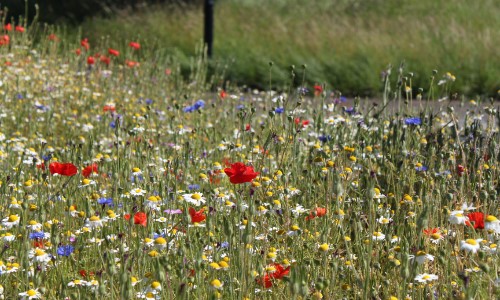 John Chambers Wildflowers York University