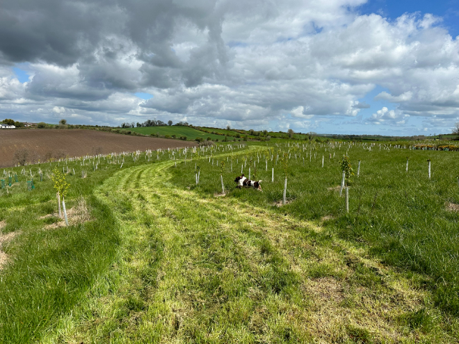 Green-tech supplies tree-planting materials to create a canine-friendly 30-acre woodland