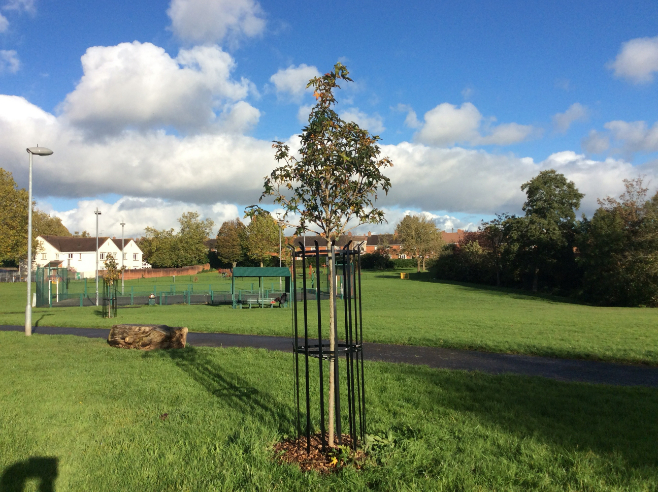 Green-tech’s bespoke tree protection system prevents vandalism for Exeter City Council