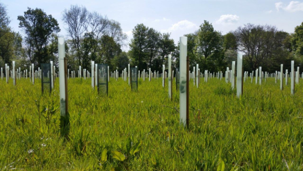 Green-tech supply materials for woodland creation project in Hampshire