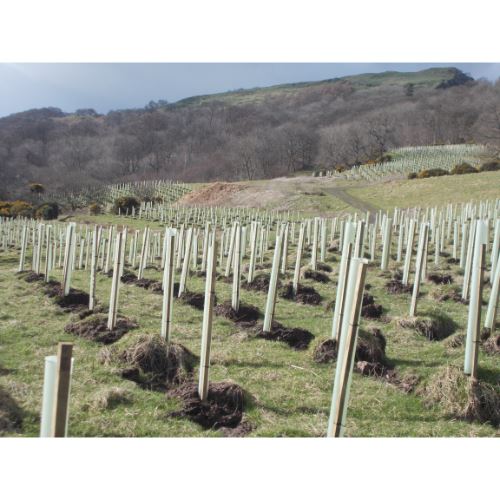 Kilpatrick Hills Tree Planting                                                                                                                                                                                                                                                                                                                                                                                                                                                                                      