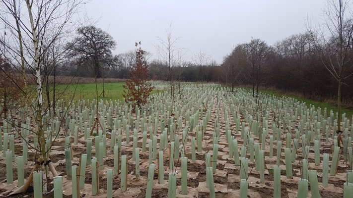 Tree shelters for Bushey Jewish Cemetary                                                                                                                                                                                                                                                                                                                                                                                                                                                                            