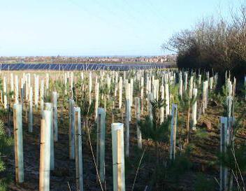 rural-tree-planting-solar-park-kent.jpg