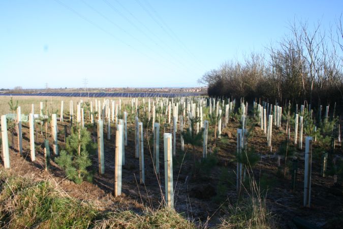 Green-tech supports National Tree Week  