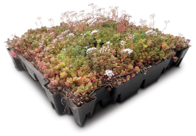 Green-tech launches new gtSedum Green Roof Cassettes