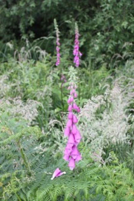 John Chambers Wildflower Seed donates bespoke native seed for Three Hagges Wood-Meadow                                                                                                                                                                                                                                                                                                                                                                                                                              