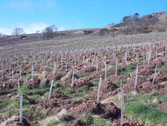 Green-tech supply tree shelters for 279ha woodland creation in the Kilpatrick Hills