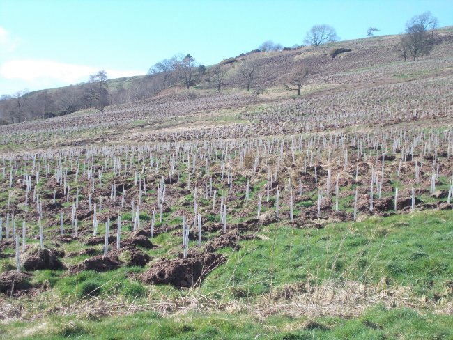 Green-tech supply tree shelters for 279ha woodland creation in the Kilpatrick Hills