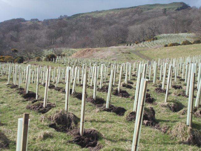 Green-tech supply tree shelters for 279ha woodland creation in the Kilpatrick Hills