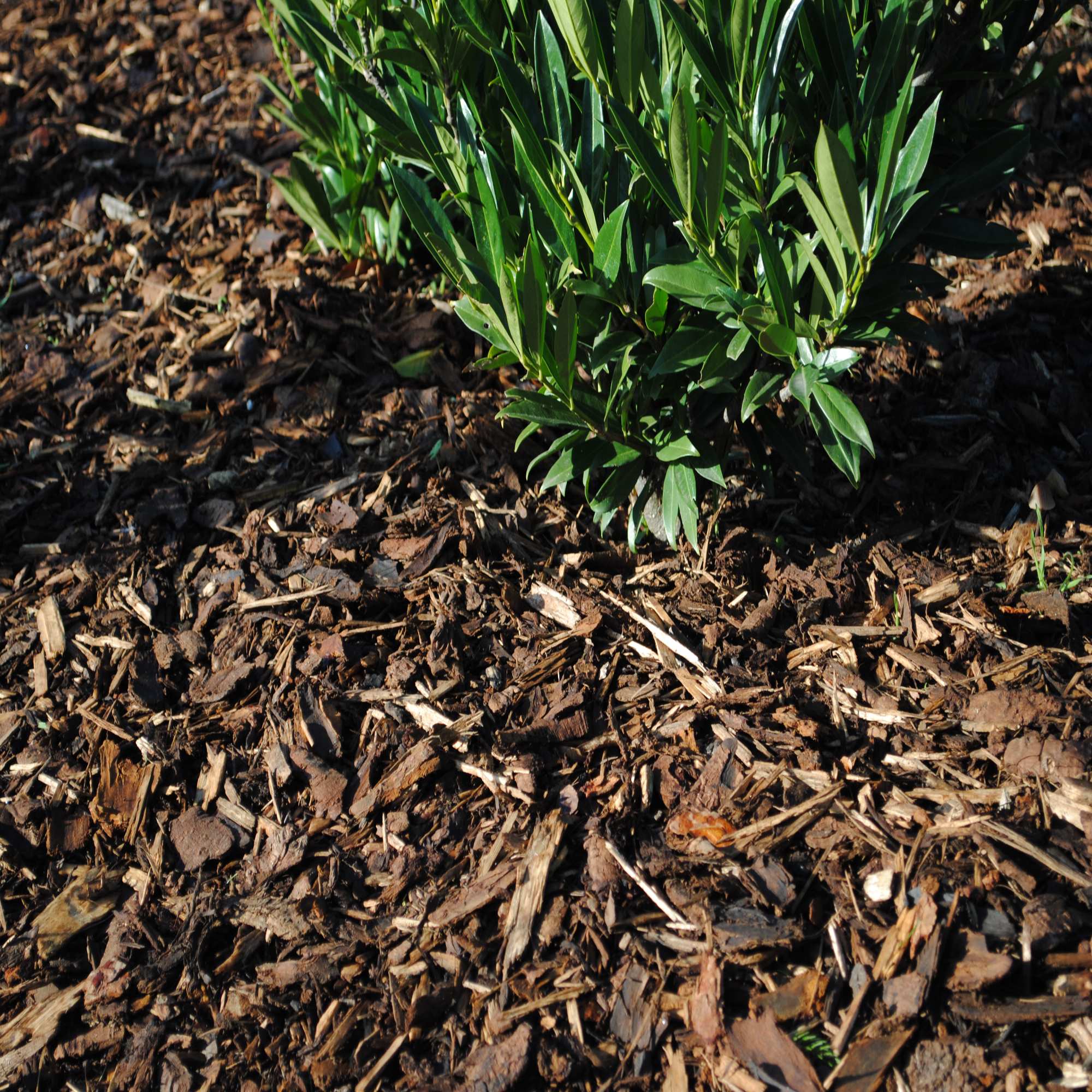 Bark Chippings