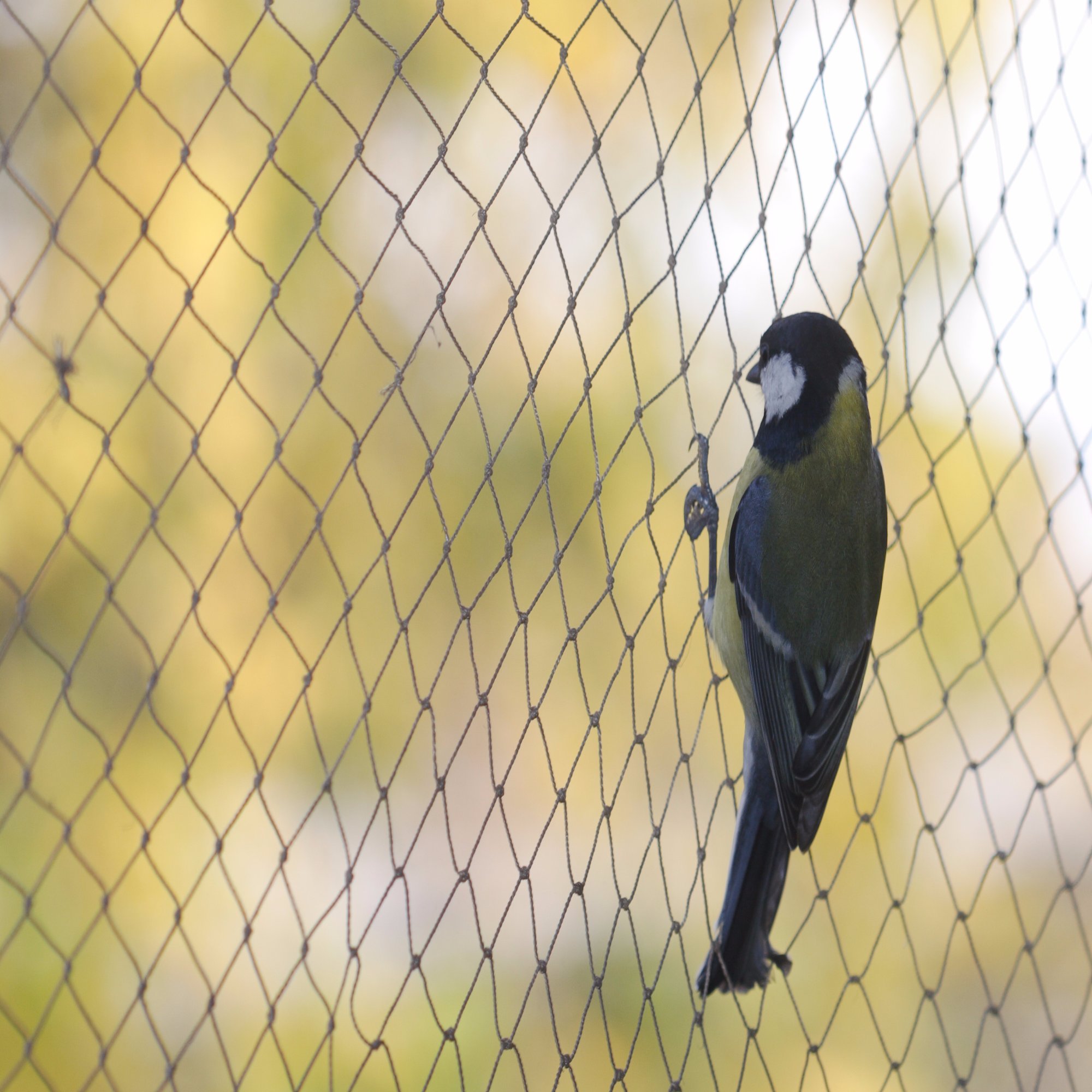 Anti-Bird Netting