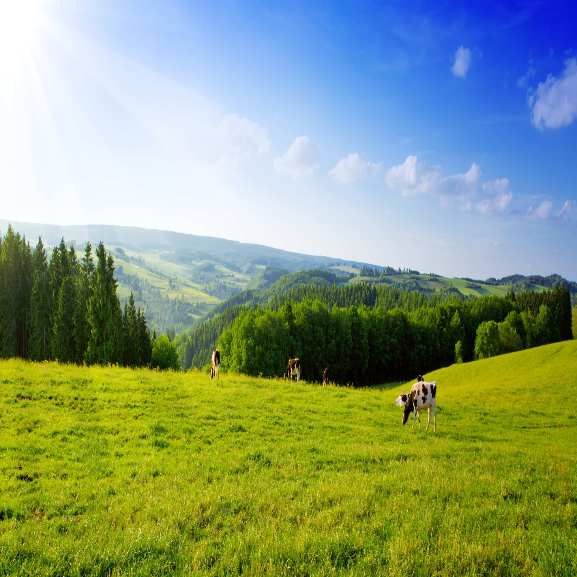 Hay & Pasture Grass Seed