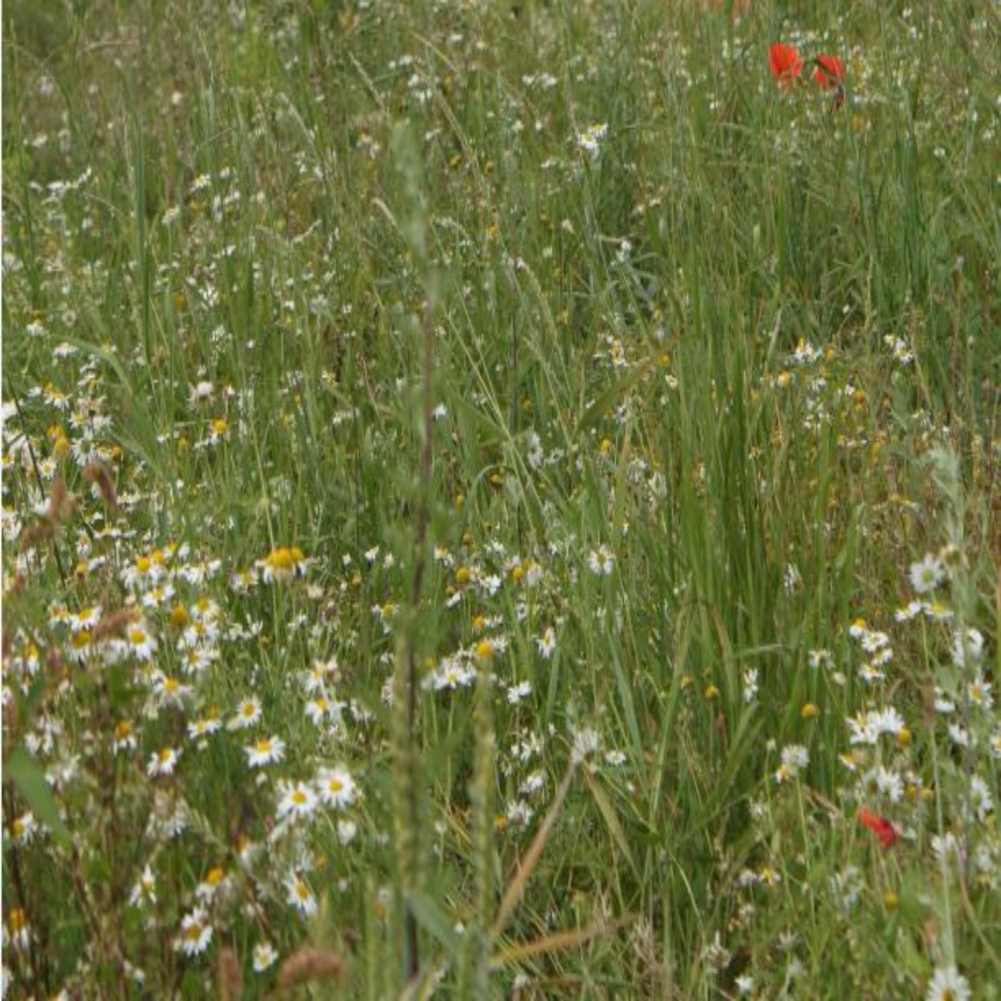 Annual Wildflower Seeds