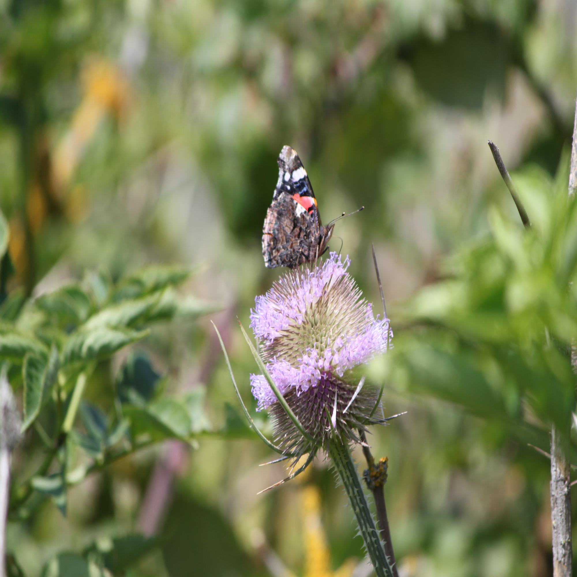 Urban Pollinator Seed Mixes 