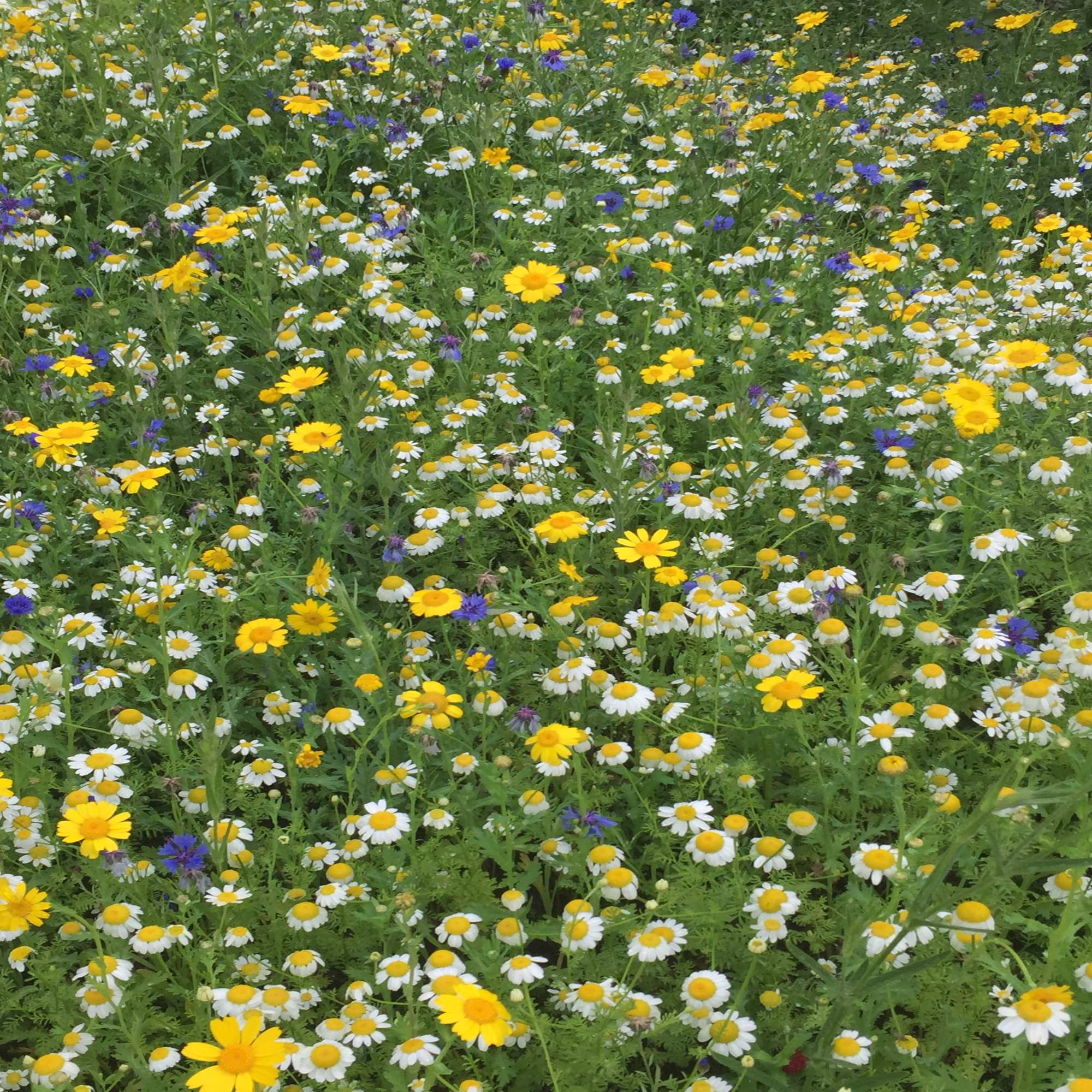 Wildflower Mixes