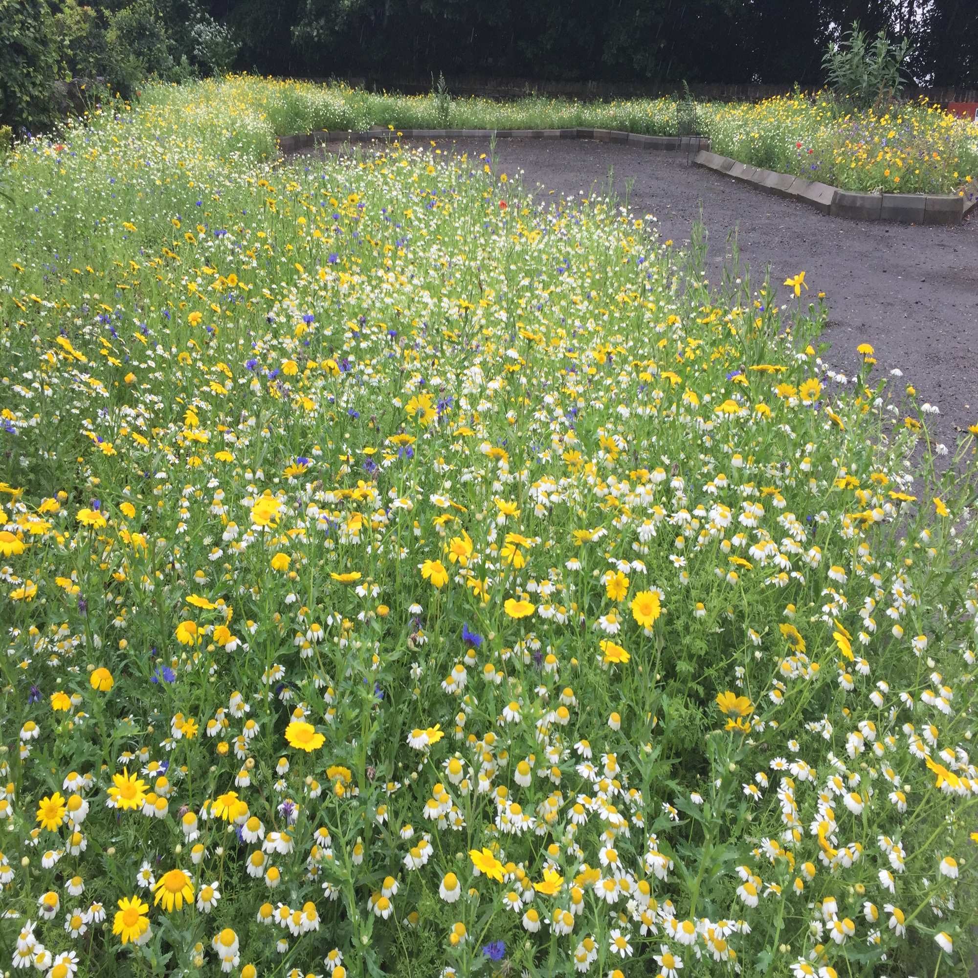 Wild Flowers & Habitats