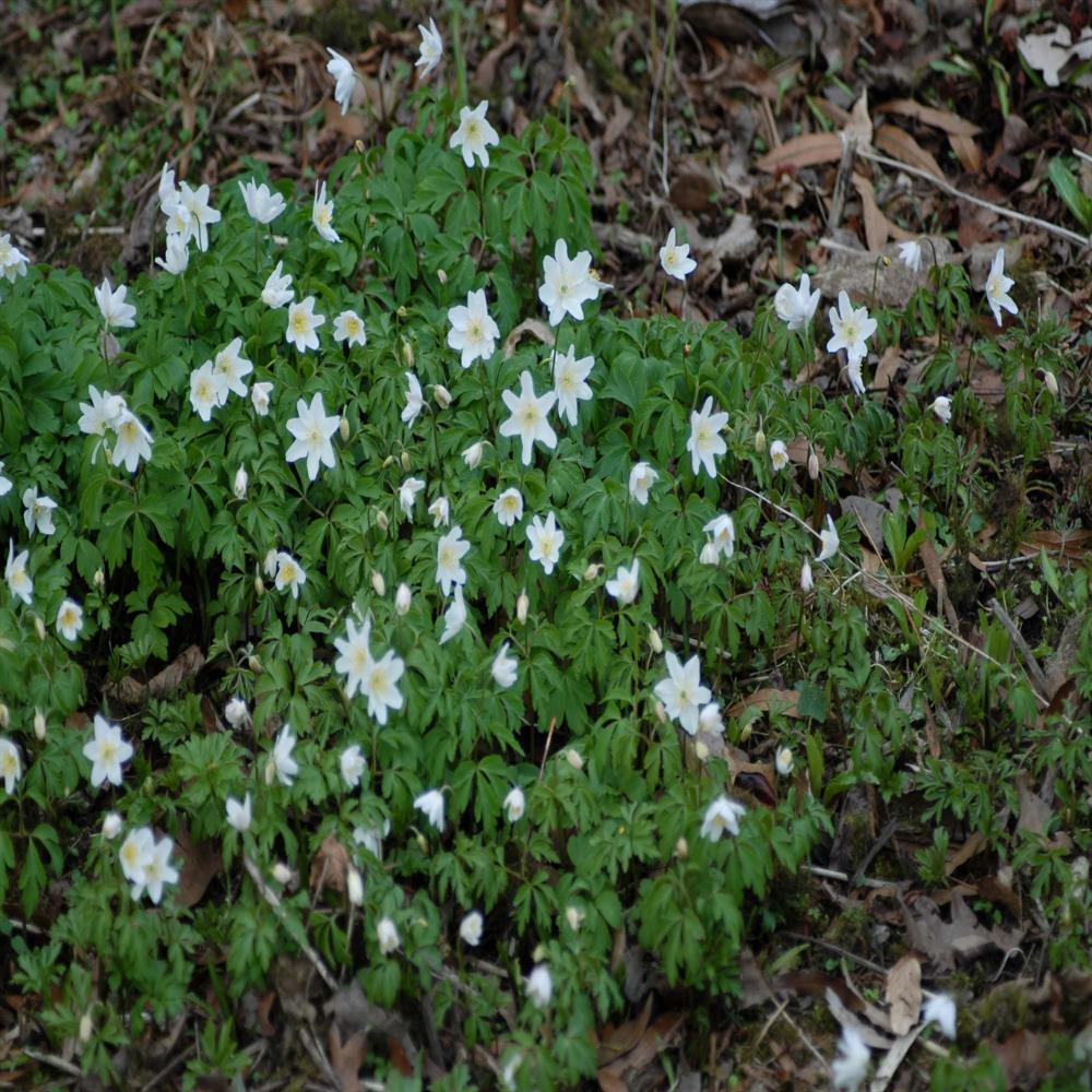 Wood Anemone Wildflower In the Green Bulbs Anemone nemorosa Greentech