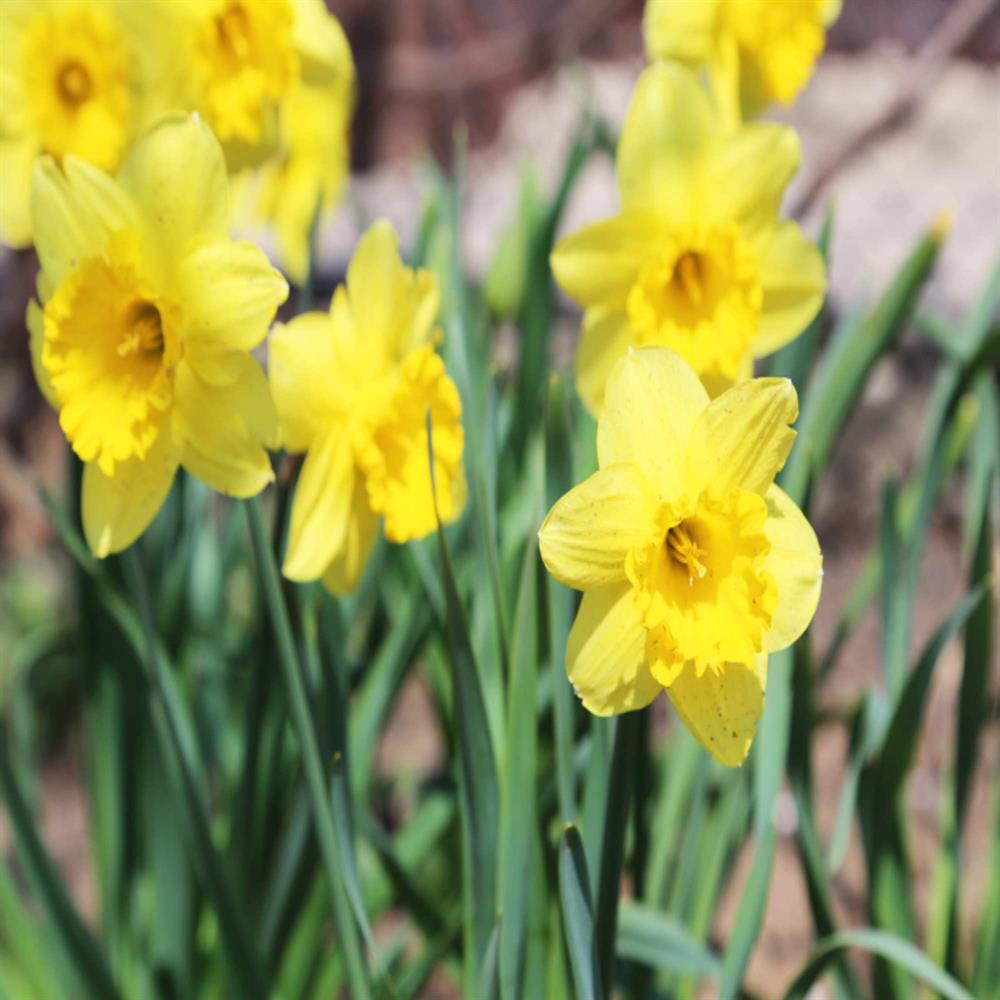 Lent Lily Wildflower Autumn Bulbs Greentech