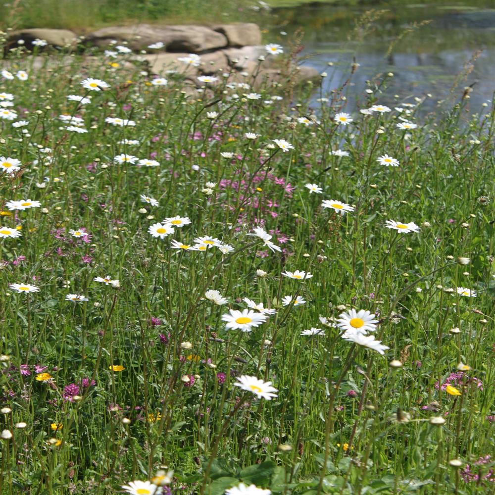 John Chambers Heritage Loam Soils 100 Wildflower Mixes Greentech