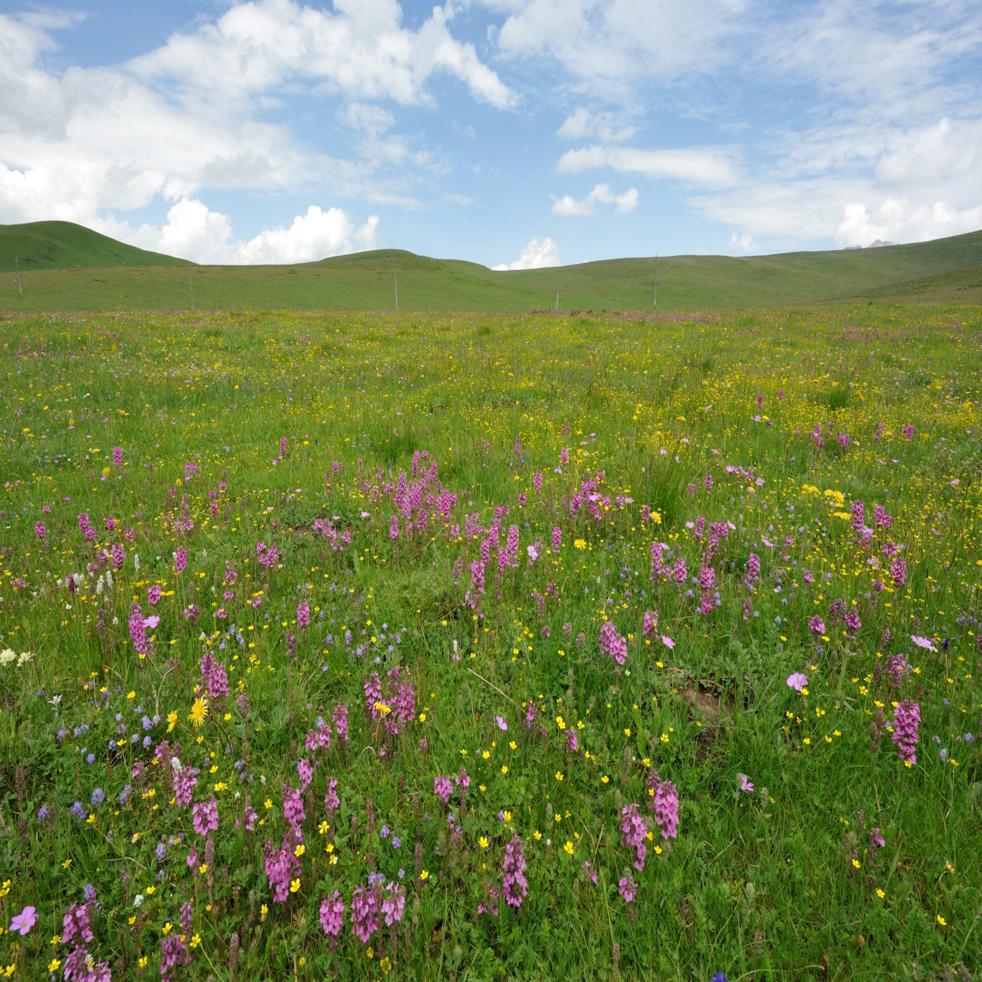 Bespoke Wildflower Mixes And Gifts