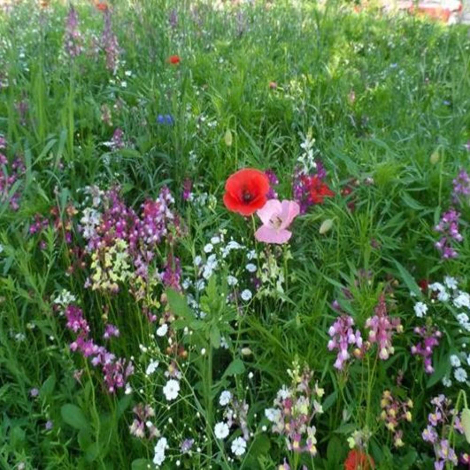 Wildflower Seeds