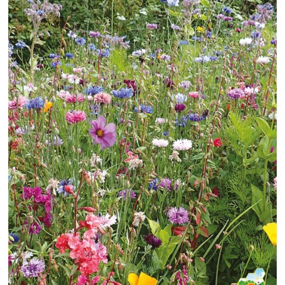 John Chamber Impact Pollinators Annual Wildflower Seed Mix Impact