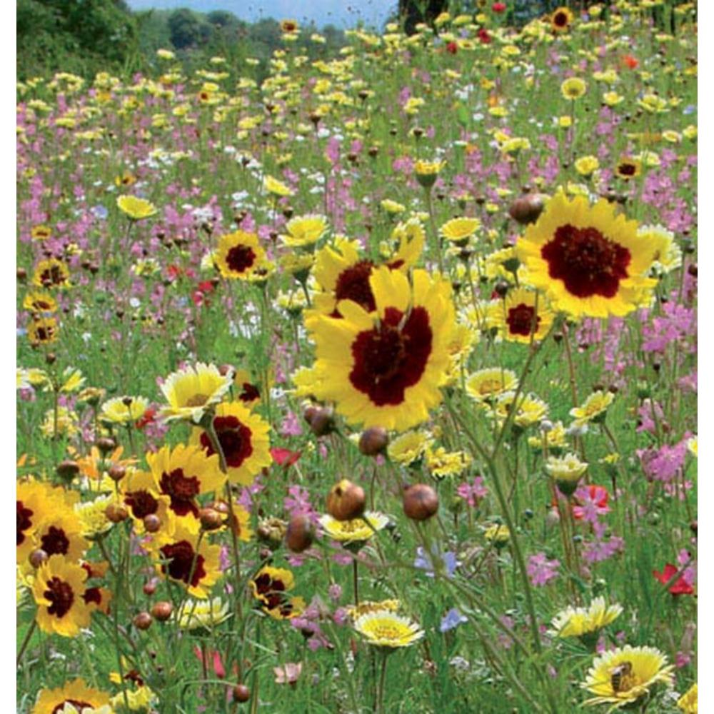 John Chamber Impact Poor Soil Annual Wildflower Seed Mix Impact Mix