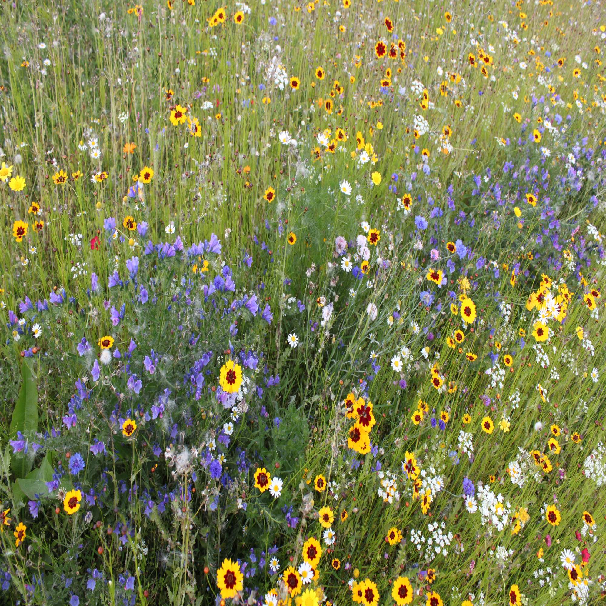 Impact Wildflower Range