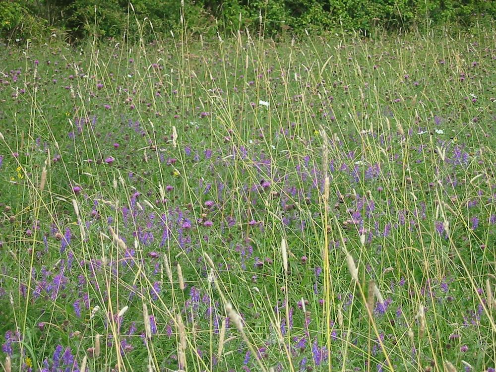 John Chambers Acid Soils Wildflower Plug plants Wildflower Plug