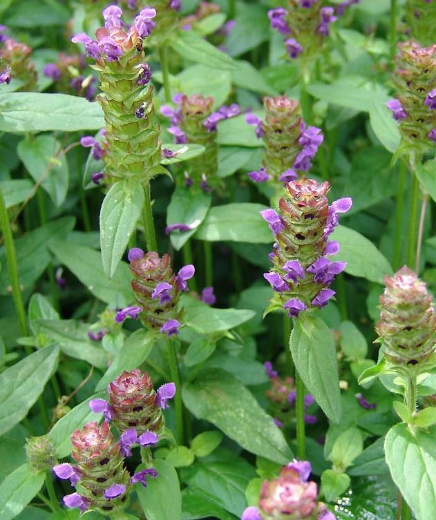 John Chambers Flowering Lawn Wildflower Plug plants Wildflower Plug