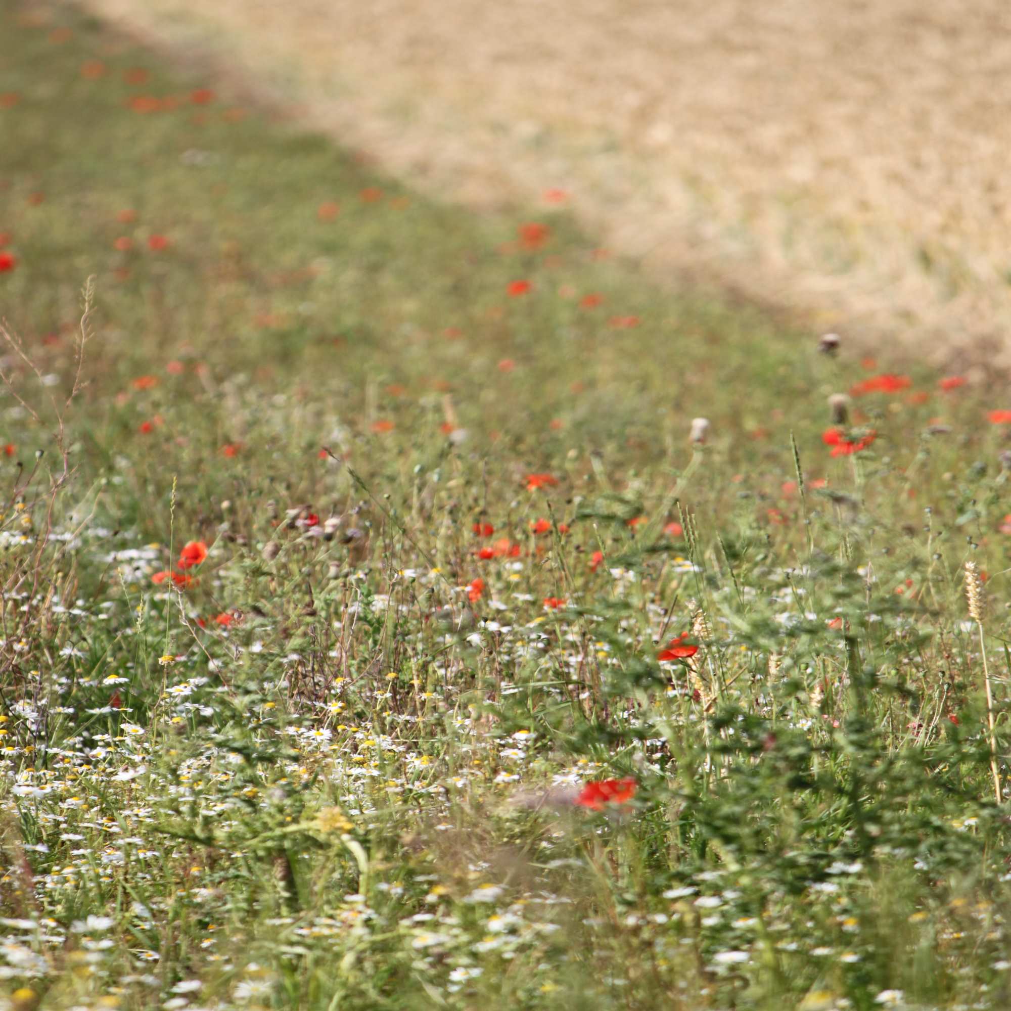 Perennial Wildflower Seeds