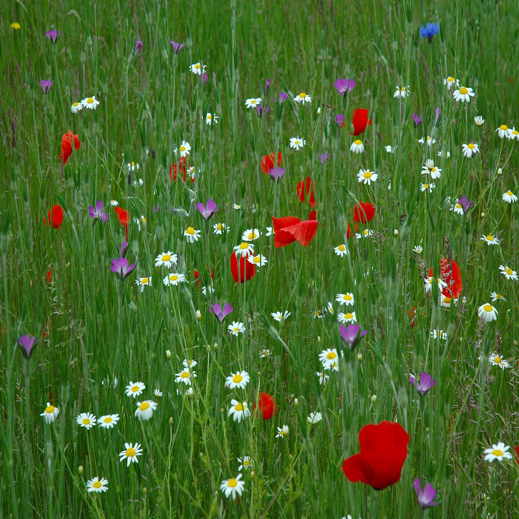 Professional Wildflower Range