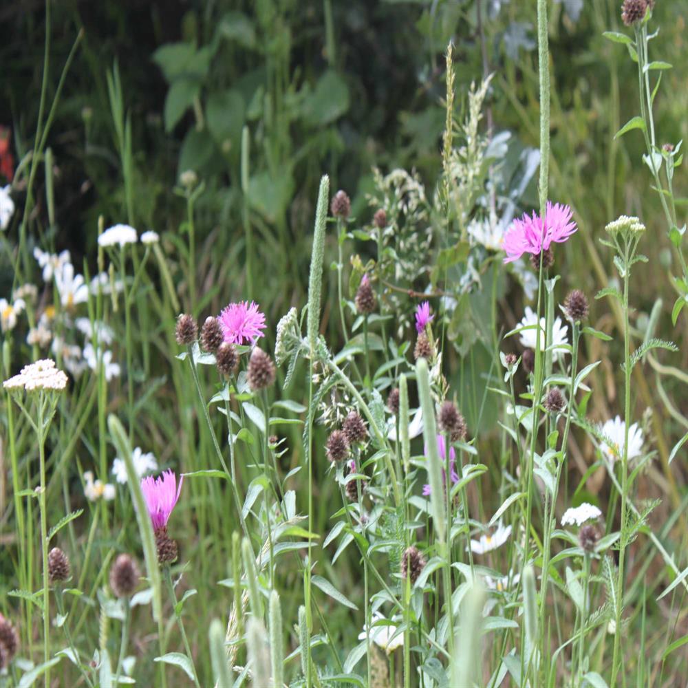 John Chambers Pro Basic 16 80/20 Mix Wildflower Seed Wildflower Mixes