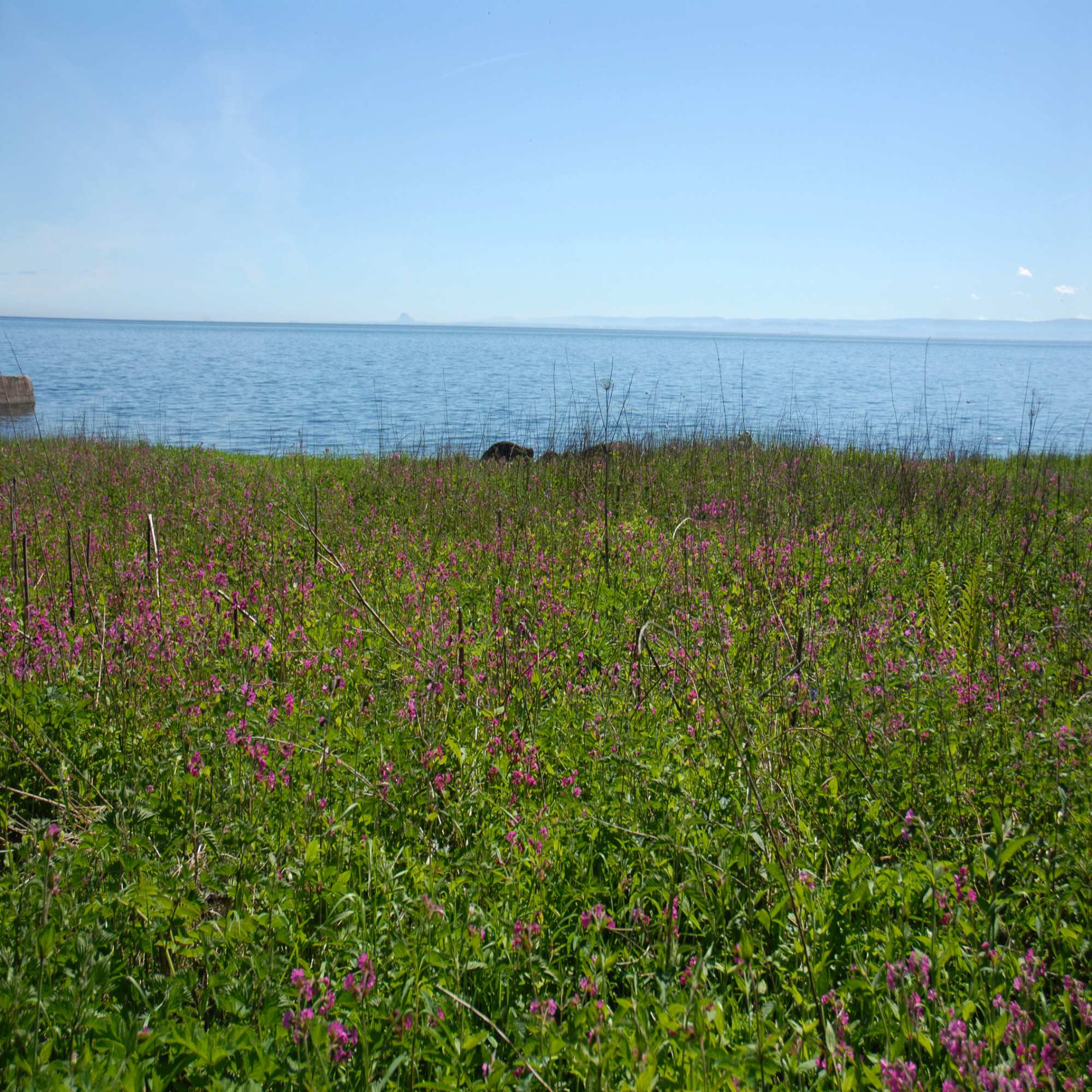 Wildflower Habitats