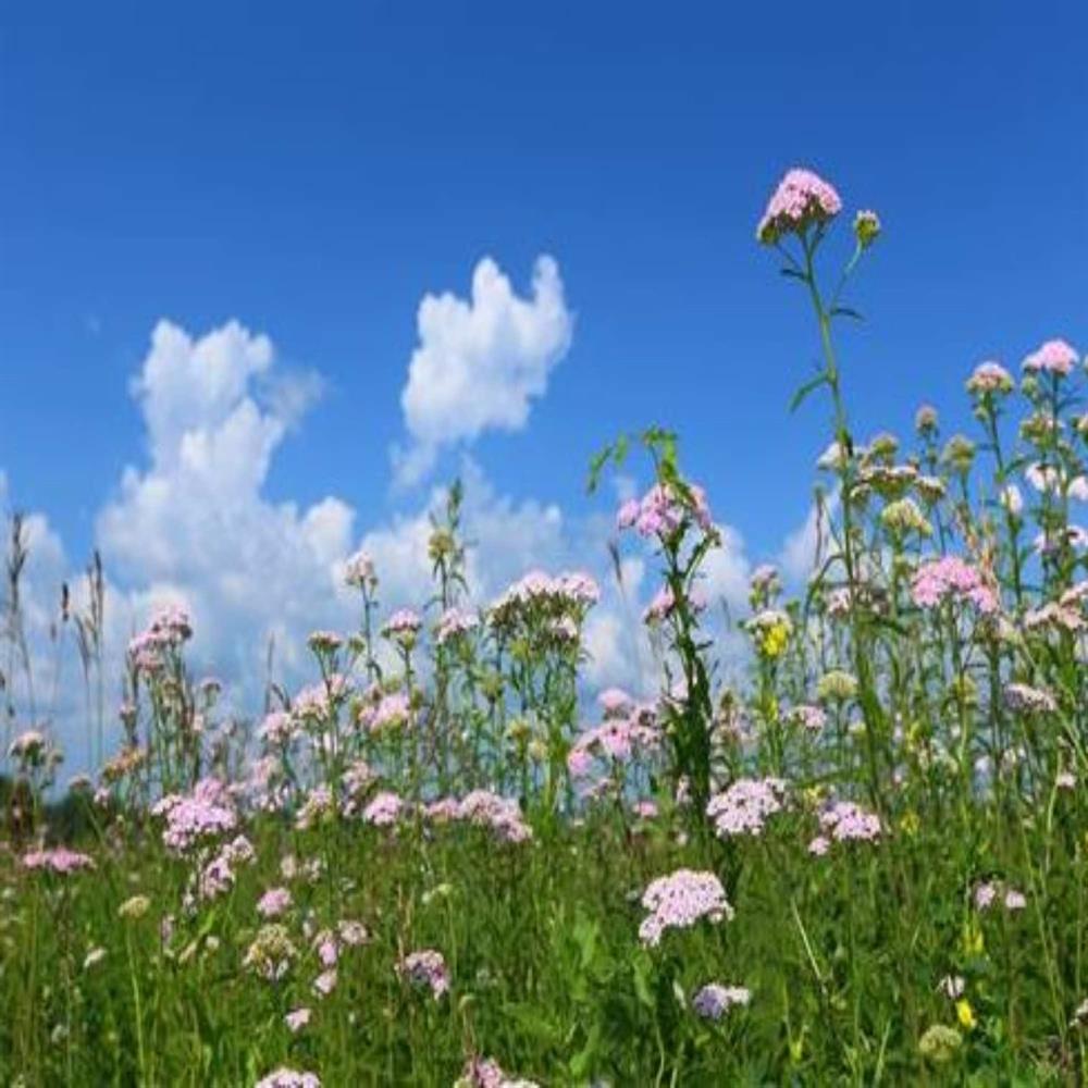 Professional Acid Soils Grass and Wildflower Seed Mix Our Wildflower