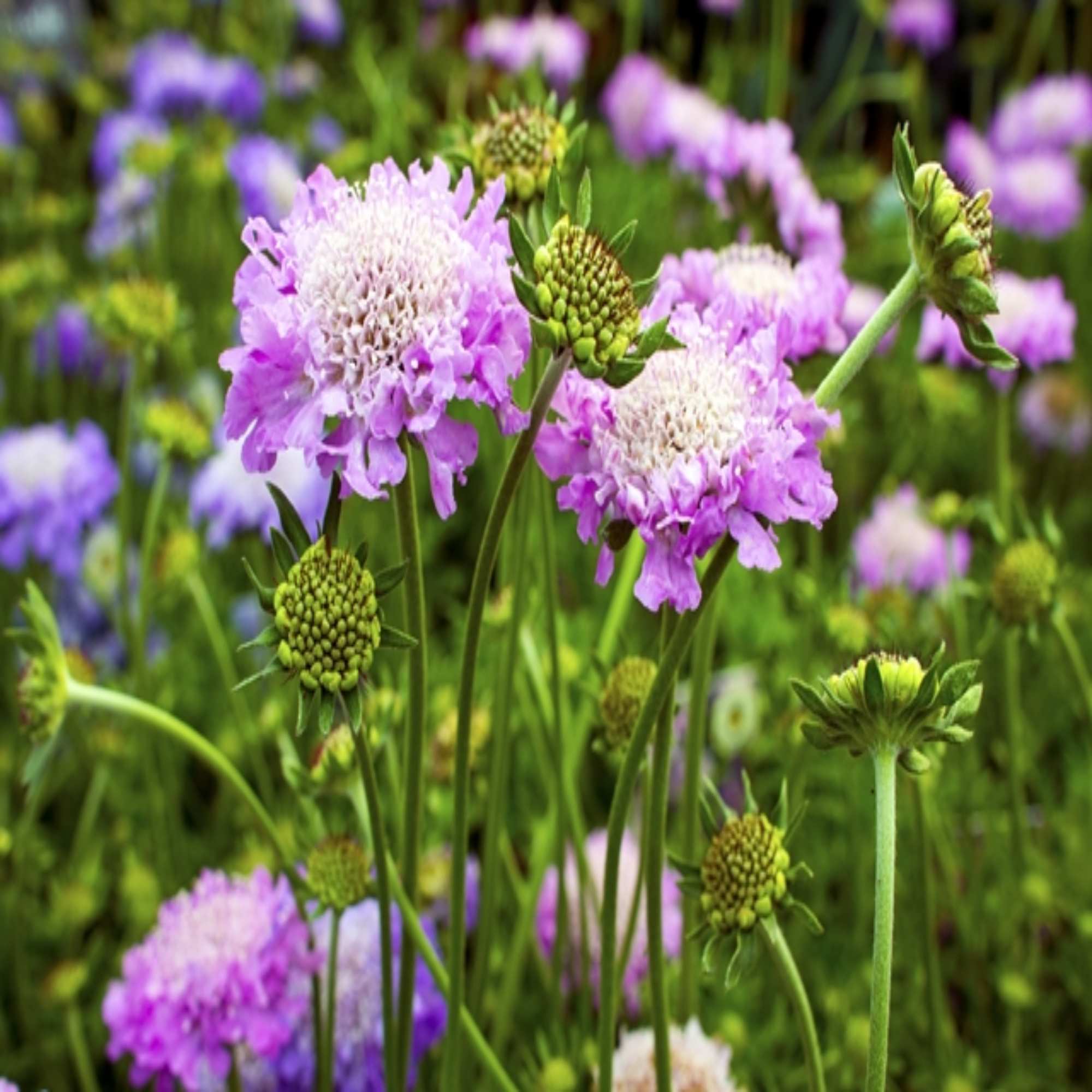 Mixed Wildflower Colours And Seeds